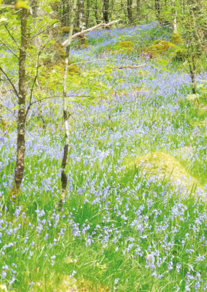 Bluebells, Eryri / Snowdonia