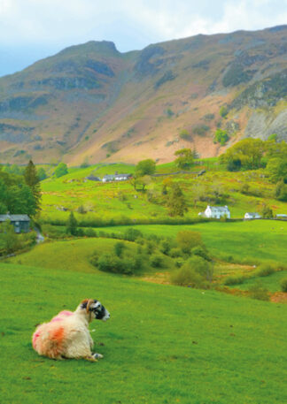Sheep in Little Langdale, Cumbria