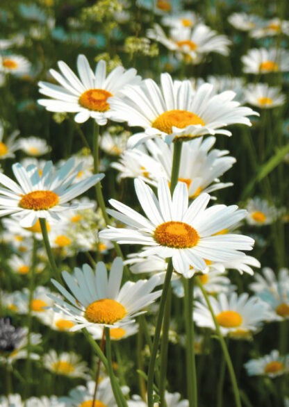 Daisies greetings card with Bible verse inside